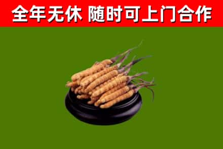 蔡甸回收散虫草