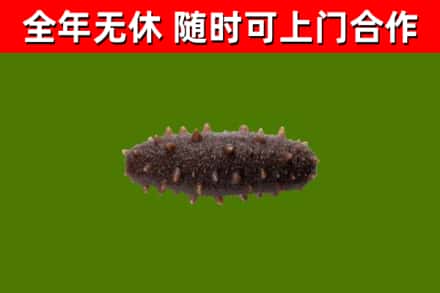 蔡甸回收海参干
